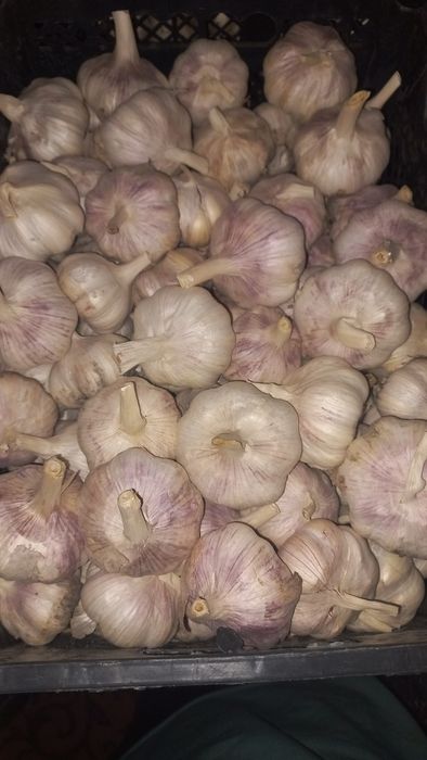 Chesnok xolati yaxshi nomer qoldirdim tel qilishila mumkin