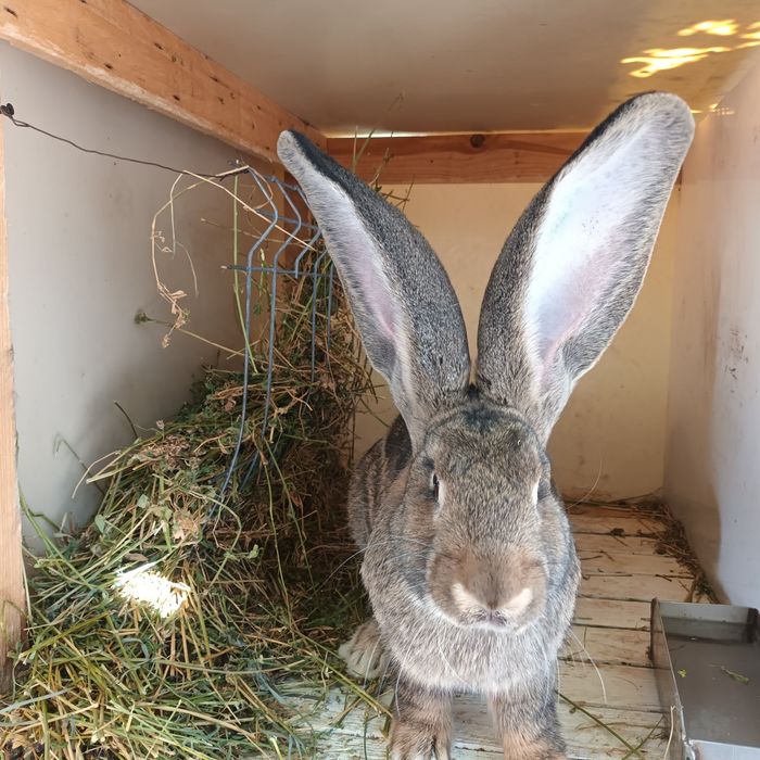 Uriaș German       .