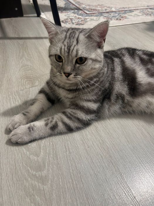 Отдам в хорошие руки