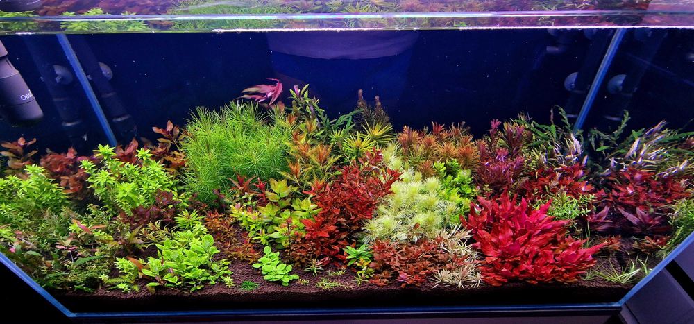 Plante de acvariu frumoase și sănătoase.