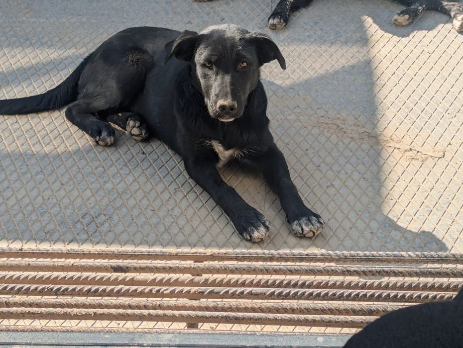 Багира дворянских кровей