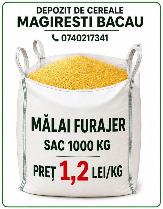 Porumb grau mazare floare