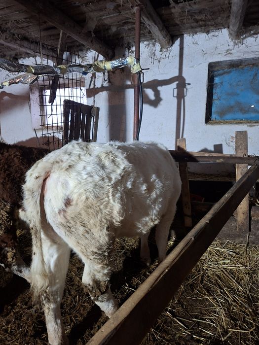 Vand vaci si juninci