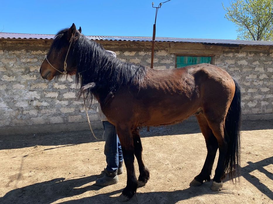 Айғыр сатылады. Хобда ауданы