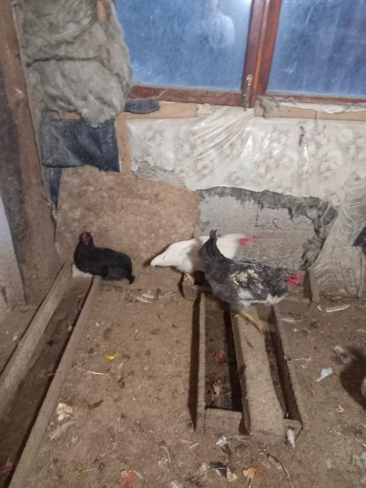 Жас қороздар сатамын(продам молодой петухов)