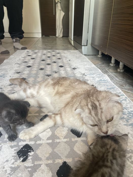 Котята бесплатно
