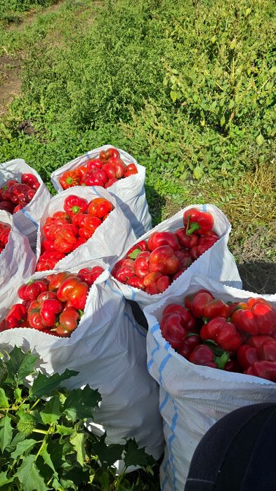 Rosii prunisoara HEINZ si gogosar BIHAR