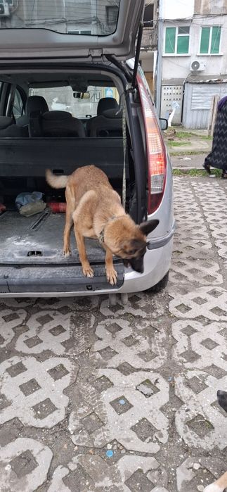 Белгиска овпарка малиноа