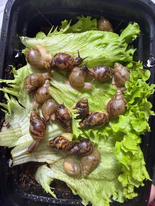 Ulitka sotiladi parodasi bzlmagan