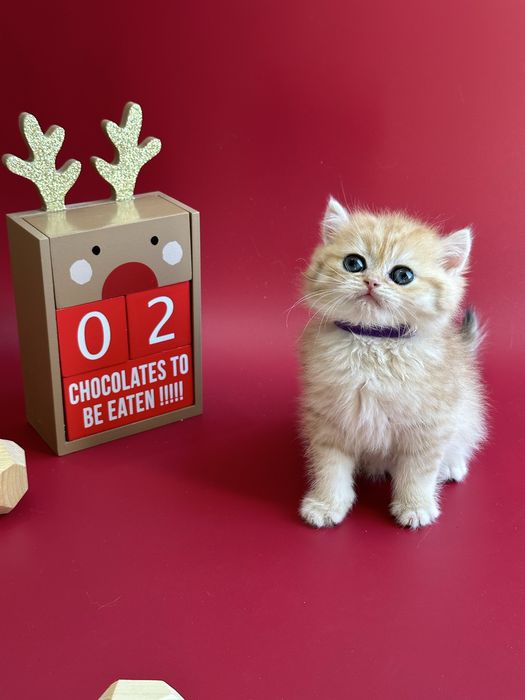 Шиншилла Золотая