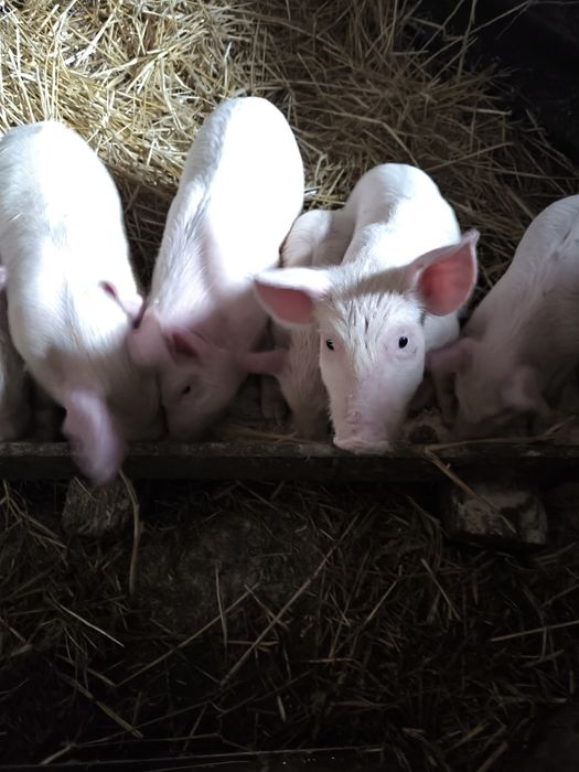 Три свободни малки прасенца на два месеца