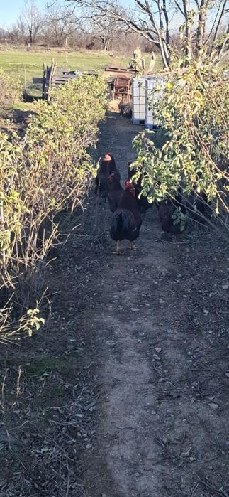 Яйца от катунски кокошки