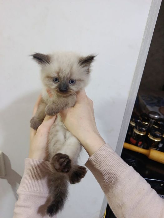 Mushuk bolalari 2 oylik  Yaxshi QARAYDIGANLARGA sotiladi.