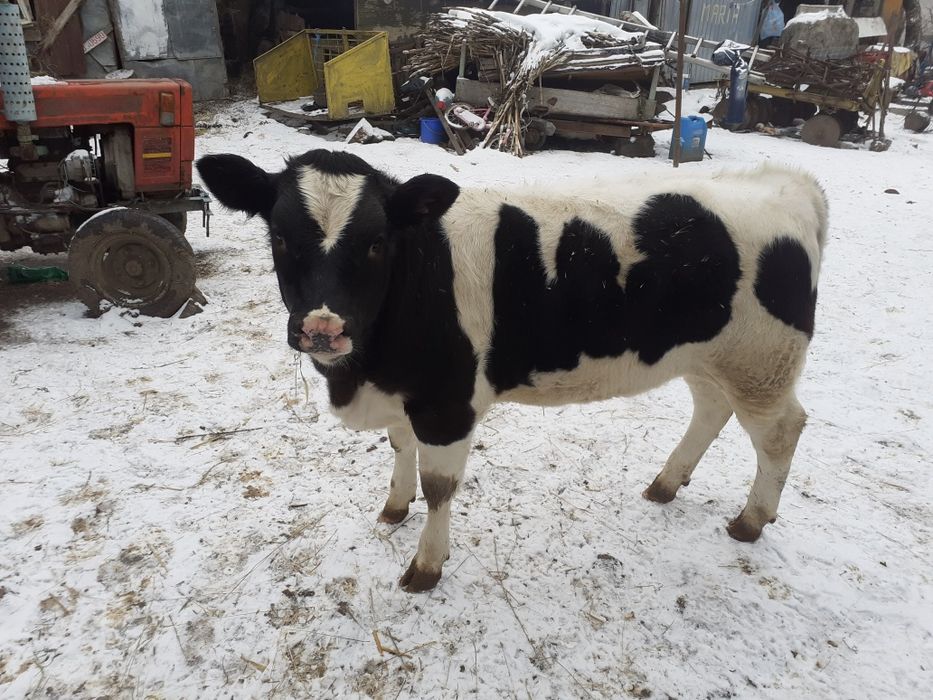 Vitea mare grasa și frumoasa are 3 luni jumate