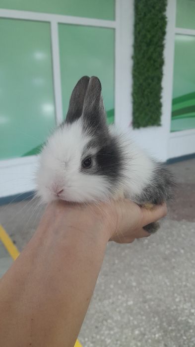 Кролики карликовые декоративные
