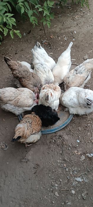 Продам кур домашних