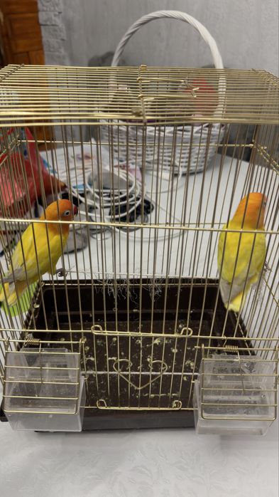 Продам двух попугаев