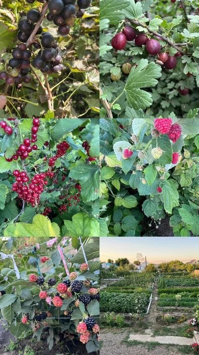 Продам дачный участок