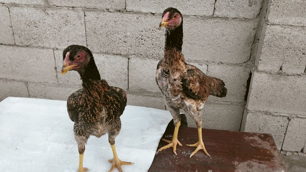 Микен даканки апрельский майский