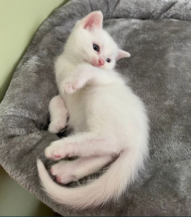 БелоСнежныE коТятA