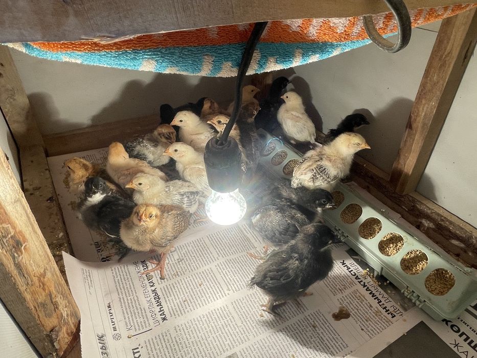 Балапандар сатылады, Продаётся цыплята