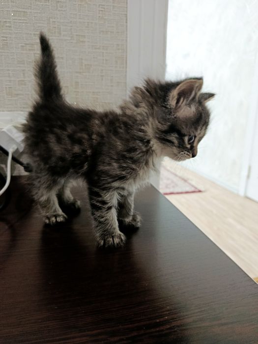 Мушук берилмокда