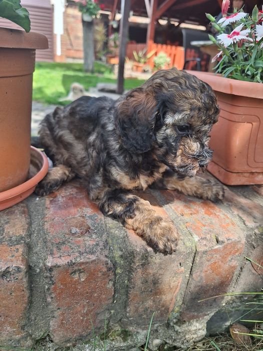 Pudel/Poodle fetita