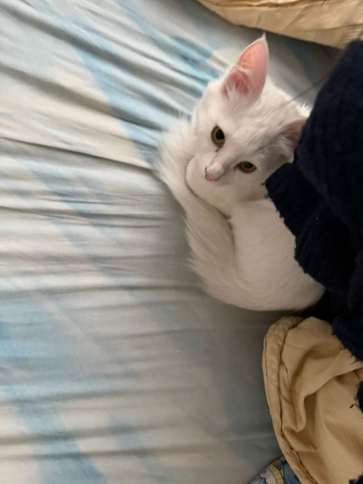 Котик ищет новый дом