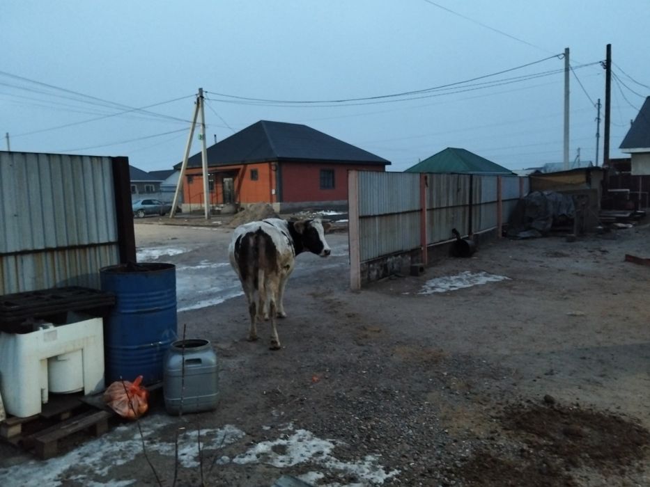 Сиыр сатылады 2 бас