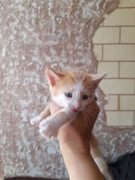 Котята отдам даром