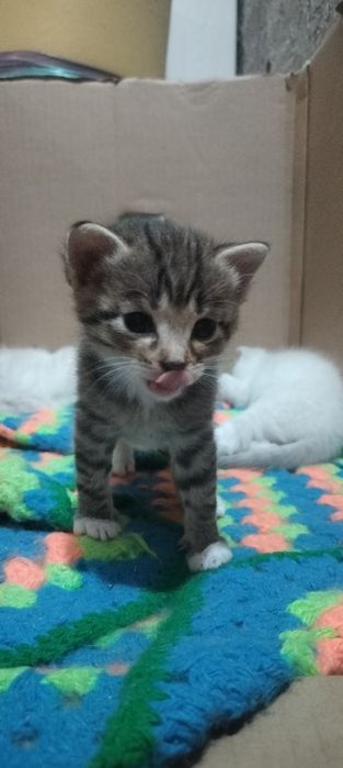 Отдам 2 котят бесплатно