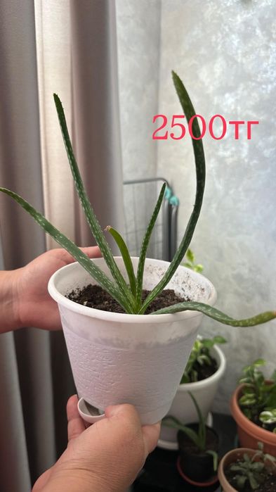 Продаю растения.