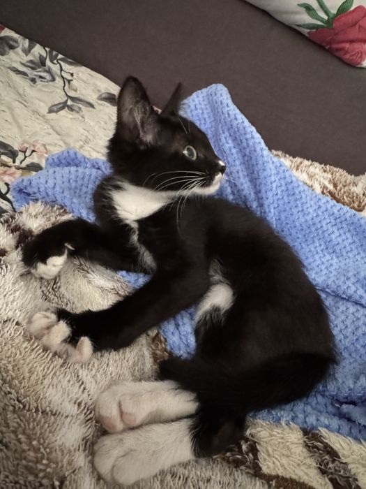 Отдам котенка девочку