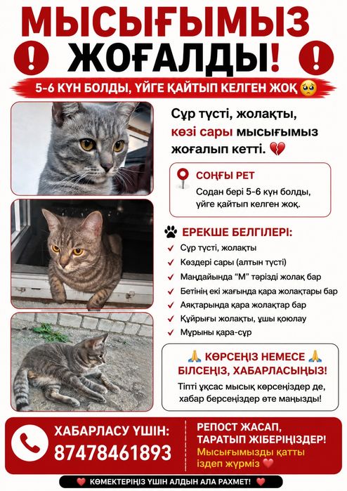 Пропал  наш  кот