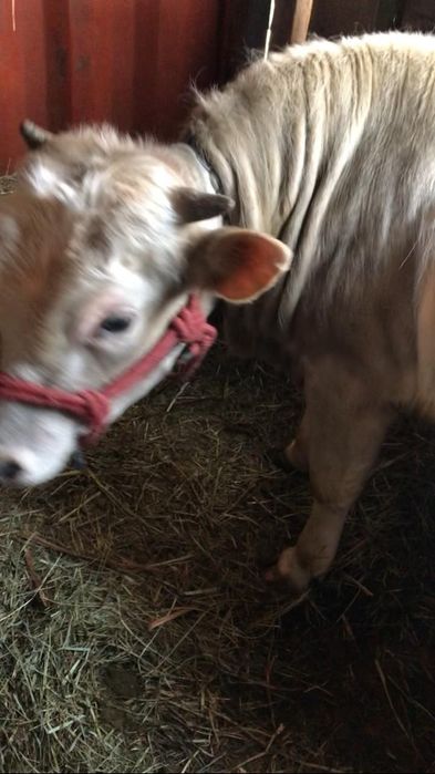 Продам быка недорого