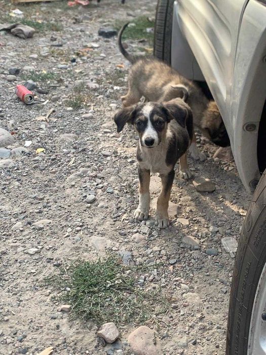 пристраиваются милые щенки