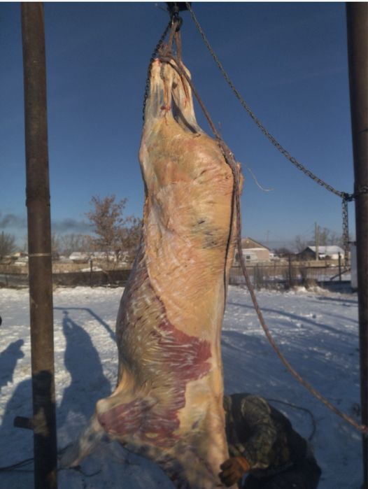 Қасапшы, Резчик!