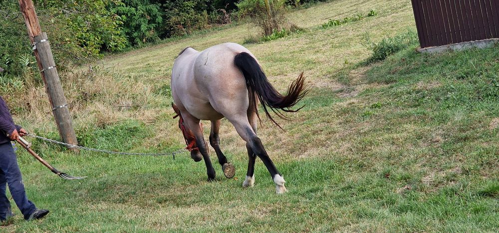 Mânză de vânzare un an jumate