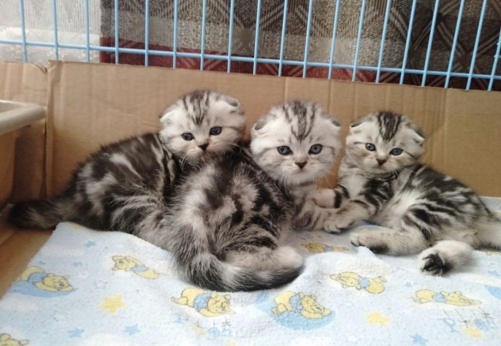 Вислоухие Шотландские котята