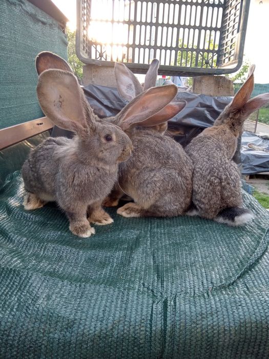 Iepuri uriaș gri german