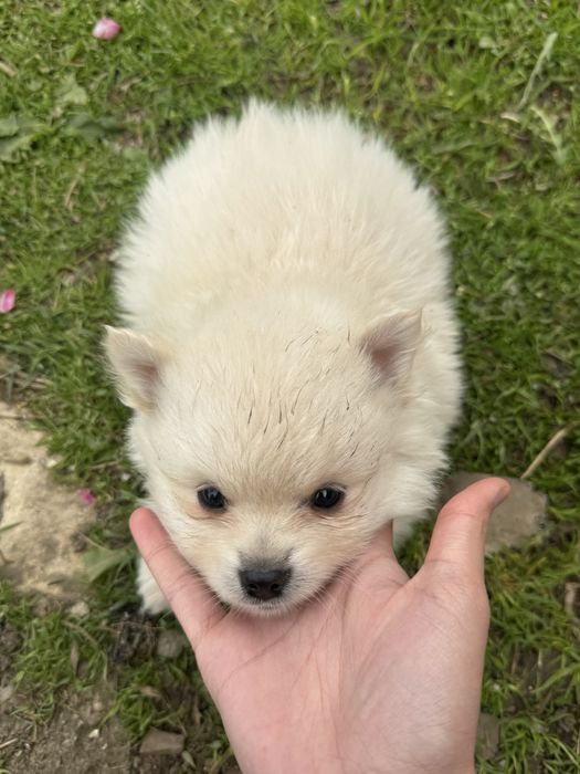 Мини померани