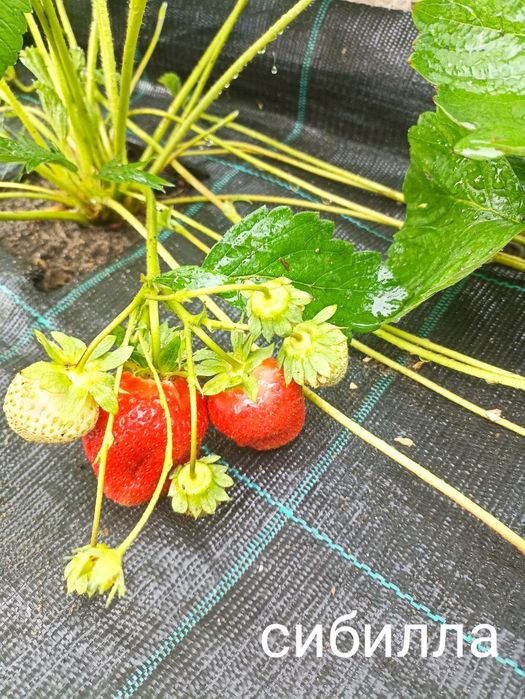 Продам рассаду клубники