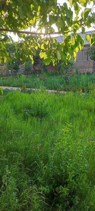 Дача в с/о Оазис г. Зарафшан