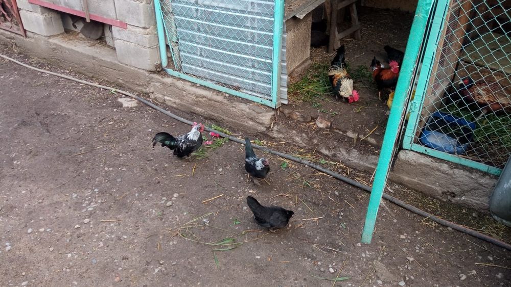 Продам карликовых курей