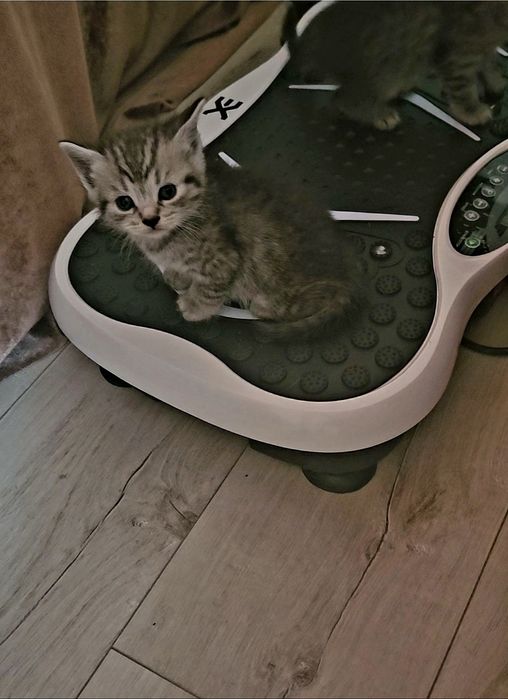 Котята шотландские