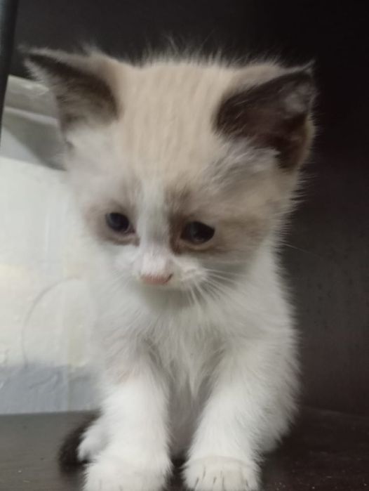 Отдам котят в надежные руки