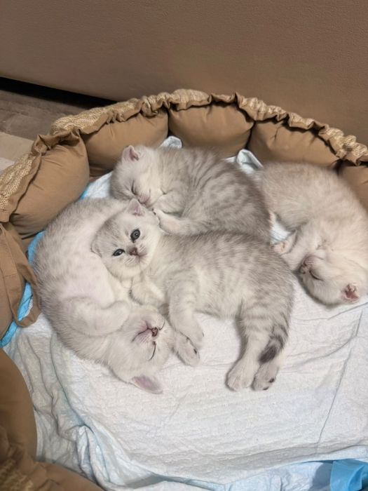 Продаётся котята