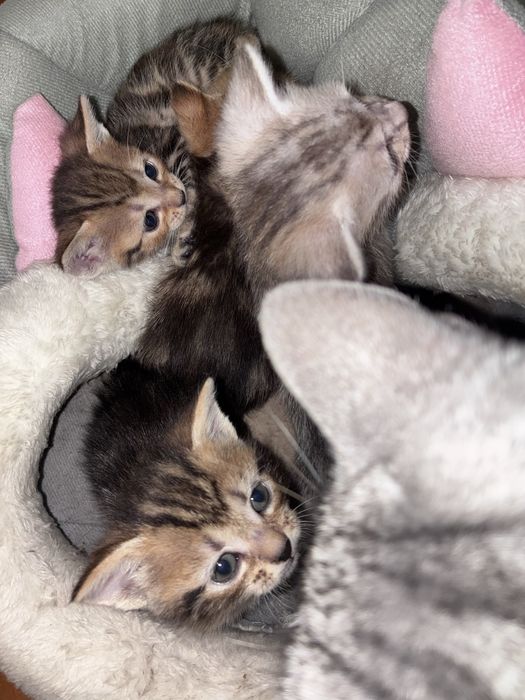Британские котята