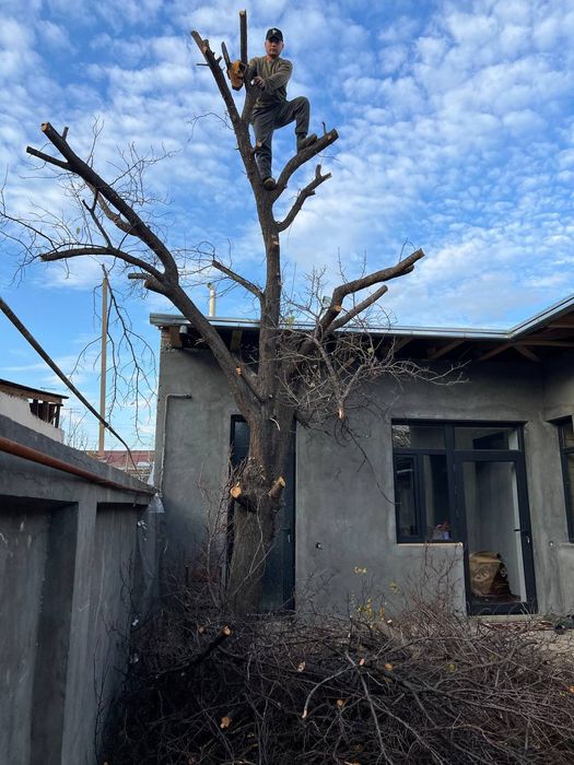 дарахт кесиш хизмати daraxt kesish butalash 7/24 Ibrohim yer haydash