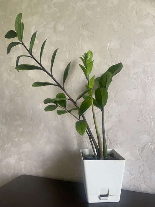 Замиокулькас (долларовое дерево) — 60 см